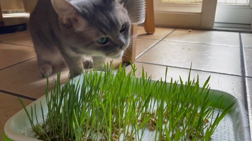 自己动手给猫猫种出新鲜的小麦草吧！