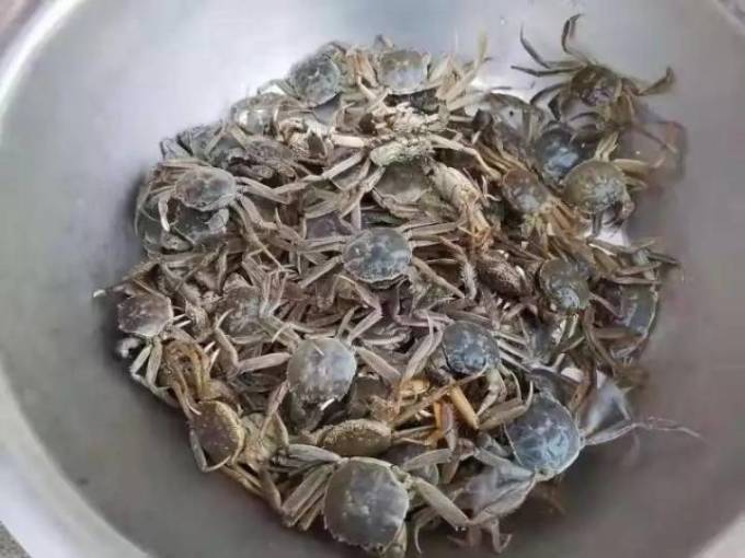 蟹阳坊蟹类