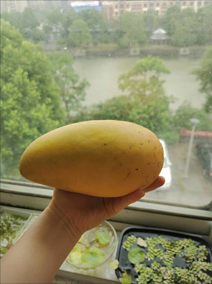 联承芒果