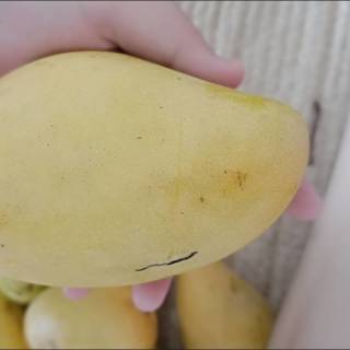 芒果