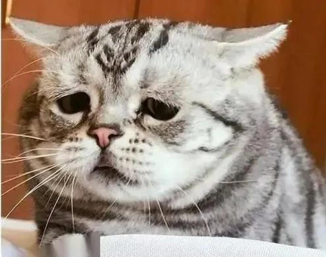老年猫高发病症,慢性肾病要猫命?_宠物用品_什么值得买