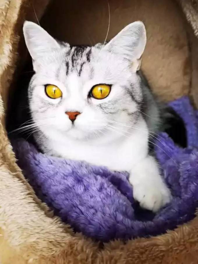 百宠日记猫砂