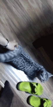 绝育好还是不绝育好?猫咪绝育大攻略,少走绝育弯路!
