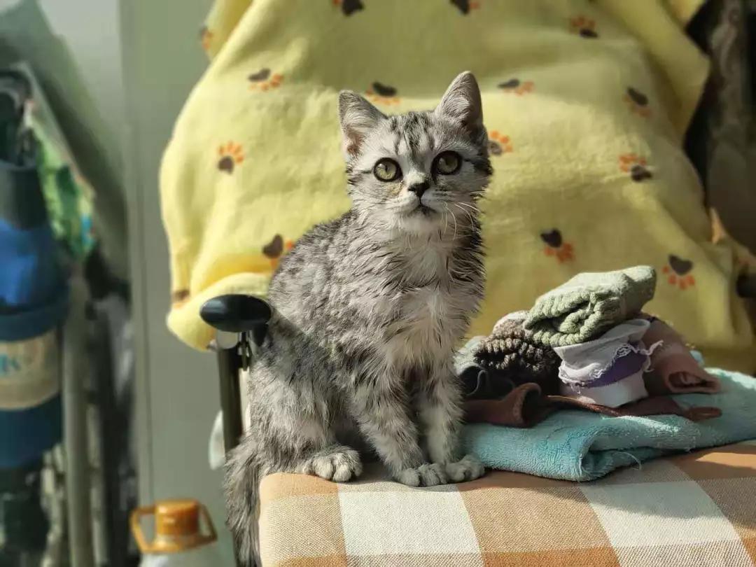 绝育好还是不绝育好?猫咪绝育大攻略,少走绝育弯路!