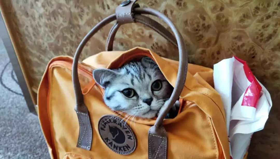 绝育好还是不绝育好?猫咪绝育大攻略,少走绝育弯路!