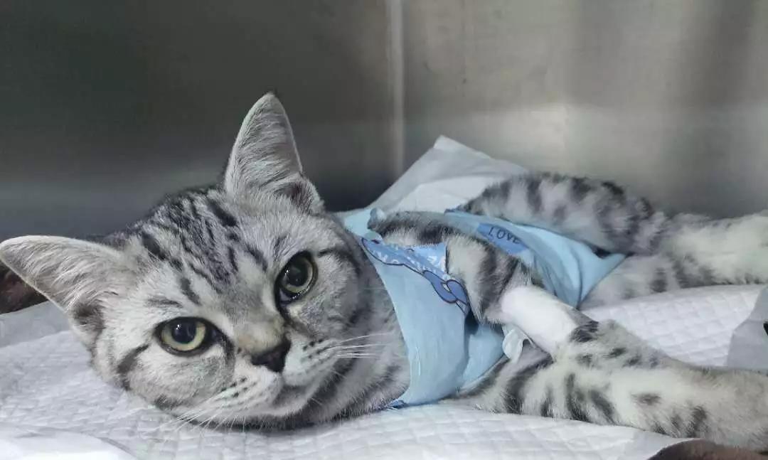 绝育好还是不绝育好?猫咪绝育大攻略,少走绝育弯路!
