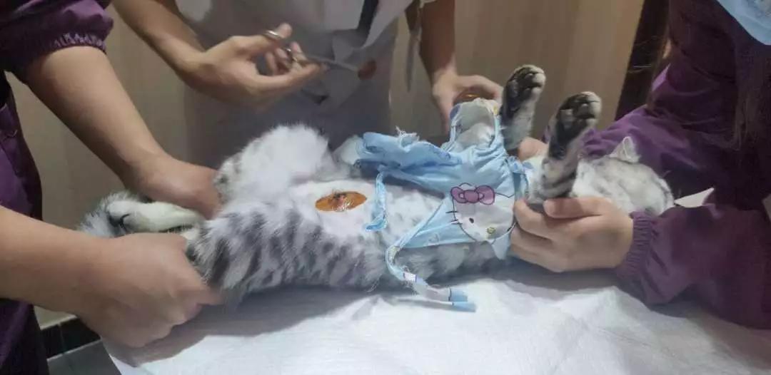 绝育好还是不绝育好?猫咪绝育大攻略,少走绝育弯路!