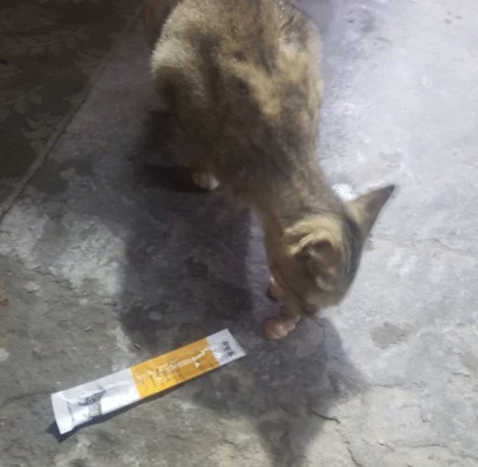 多特思猫零食