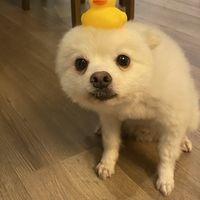 汪：“耐咬会叫的小鸭子，太好玩啦！！”