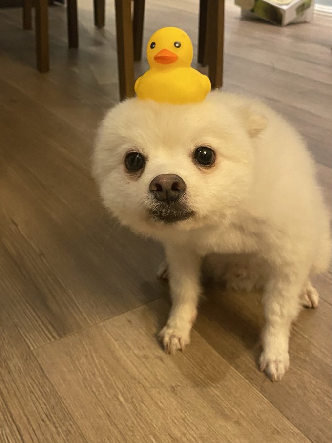宠物毛绒玩具