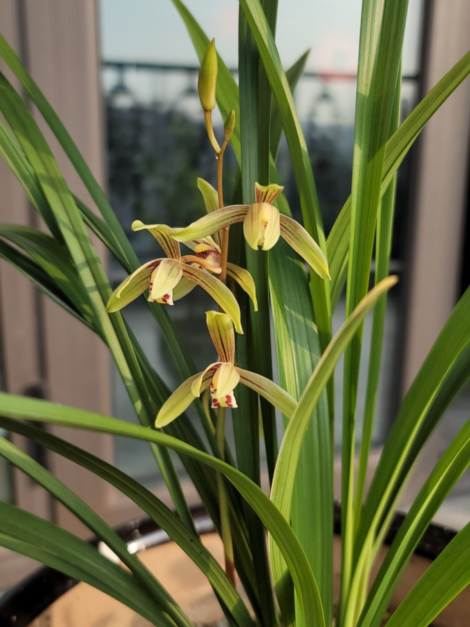 鲜花绿植
