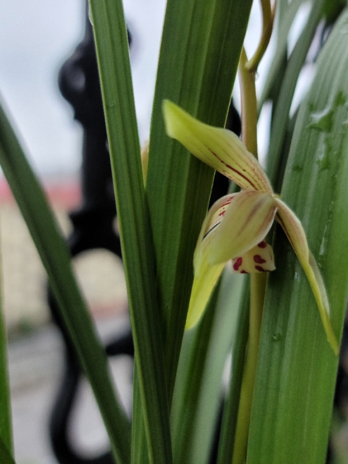 鲜花绿植