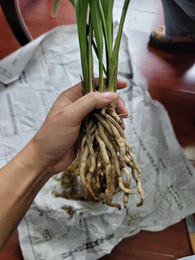 鲜花绿植