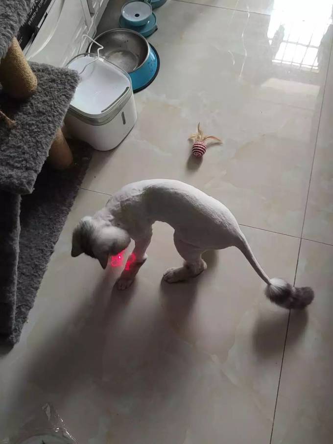 猫玩具