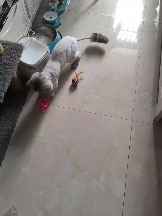 猫玩具