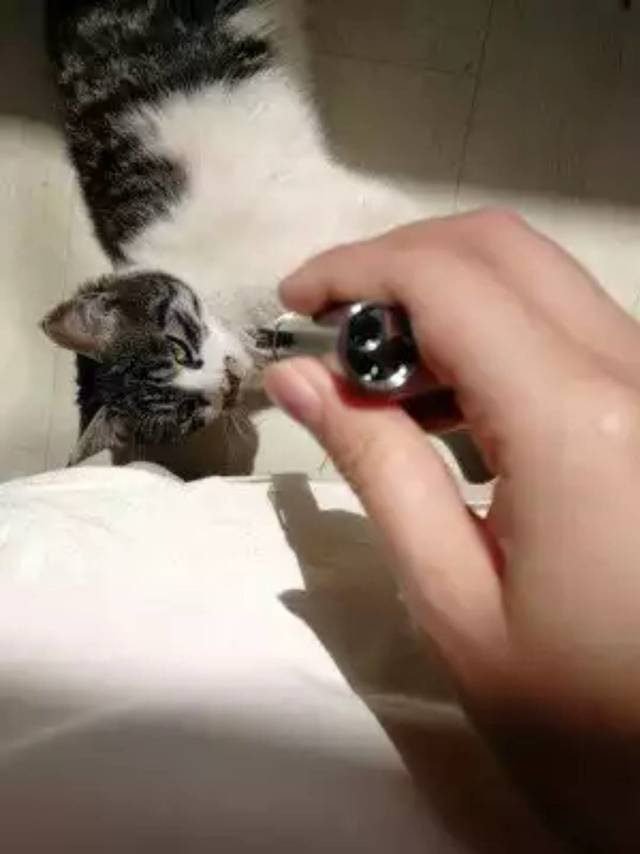 蜜汁猫玩具