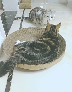 猫窝+猫抓板=猫抓碗