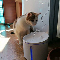 猫咪的第一件家电 饮水机