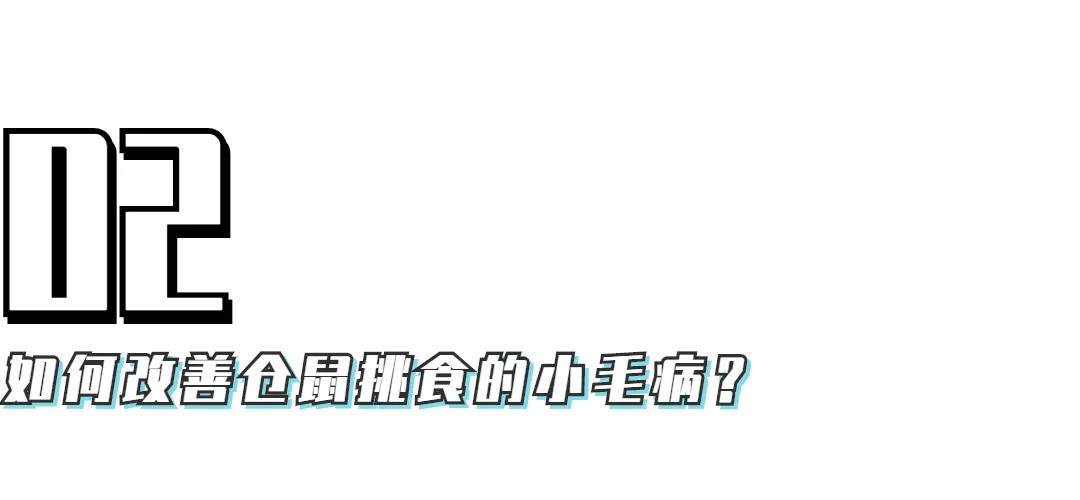 小宠饲养攻略——仓鼠挑食怎么办？