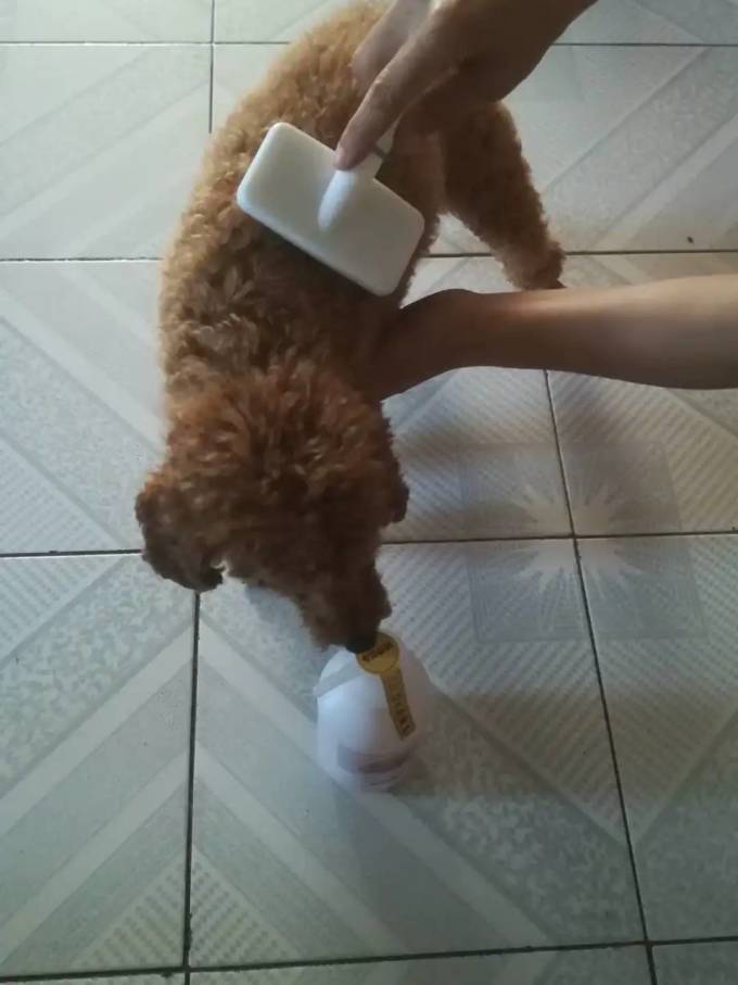 宠物洗护