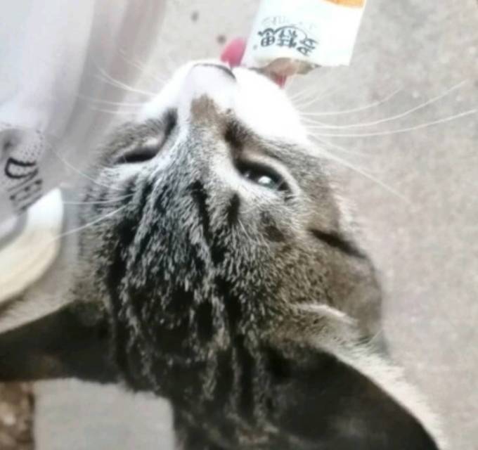 多特思猫零食