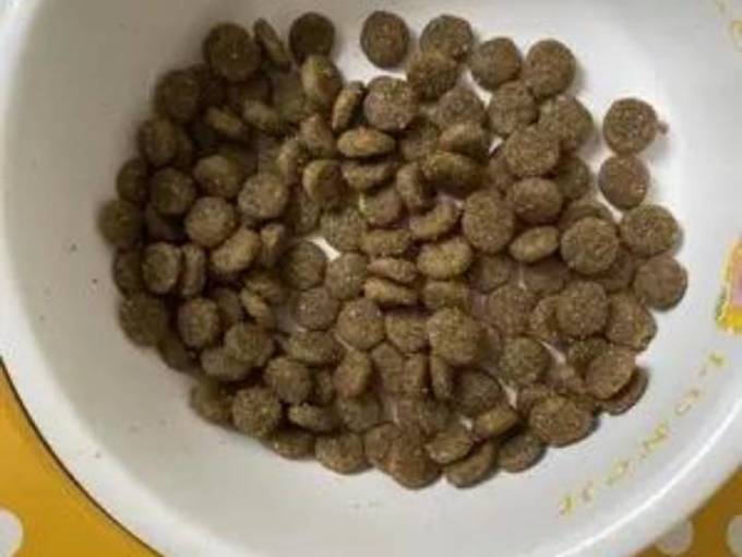 纽顿狗粮