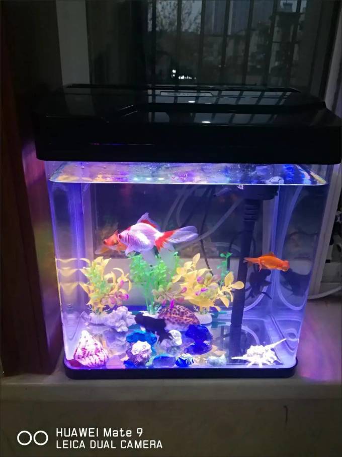 意牌鱼缸