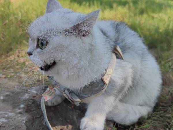 小猫咪也可以遛～