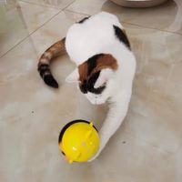 猫咪玩具不倒翁