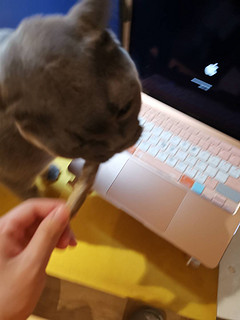 可能是猫咪最爱的零食