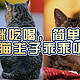 猫咪吃喝，简单上手，让猫主子乖乖听话