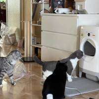 猫砂盆
