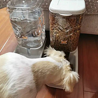 汤琪宠物自动喂食器宠物饮水机