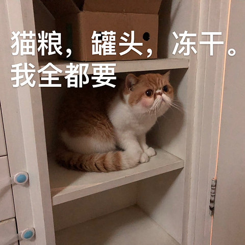 新手养猫不要慌，超值宠物用品闭眼选购攻略