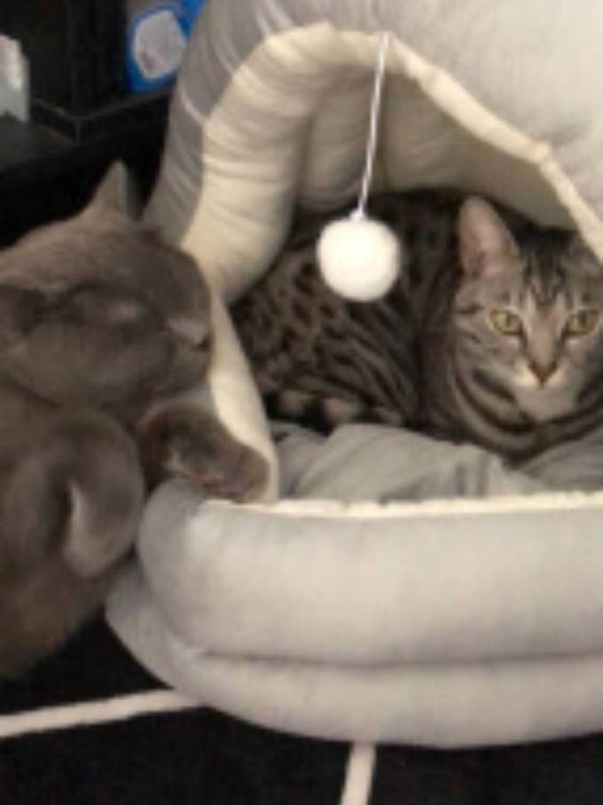 猫狗窝