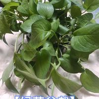 绿萝盆摘  一道风景线