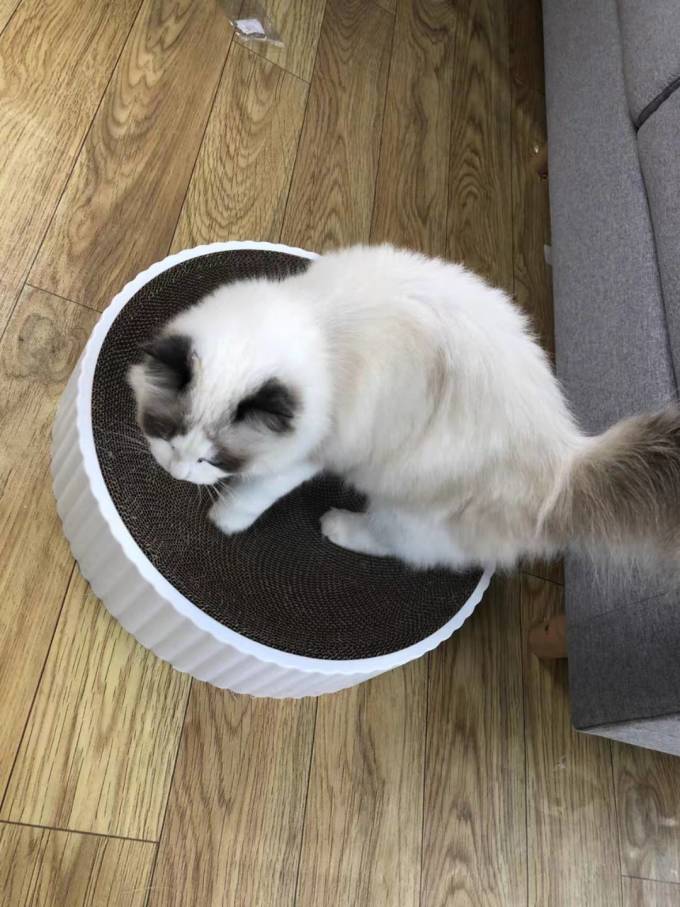 宠袋猫玩具