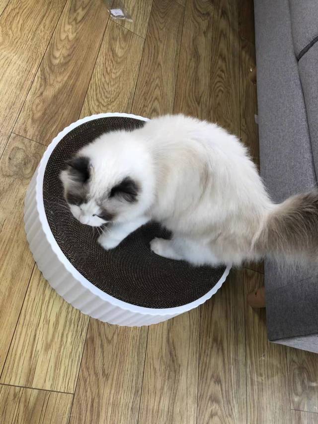 猫抓板
