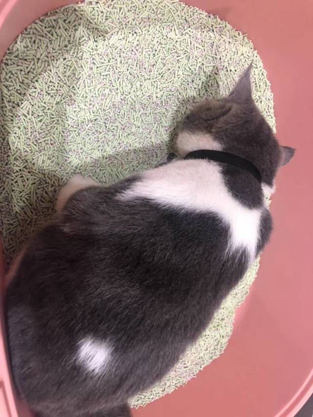 猫砂