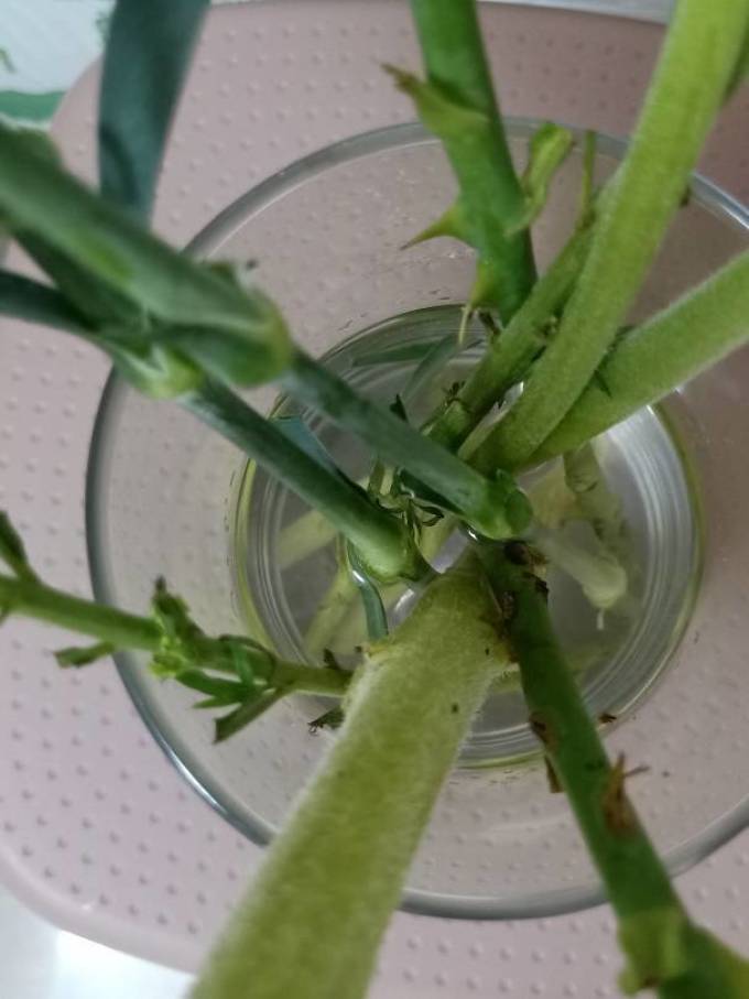 考拉之选鲜花速递