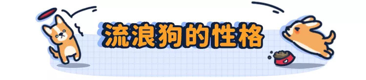 领养代替购买，小流浪狗能养熟吗？