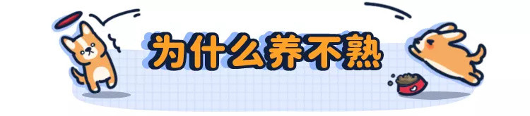 领养代替购买，小流浪狗能养熟吗？