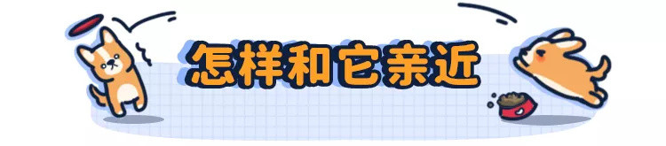 领养代替购买，小流浪狗能养熟吗？