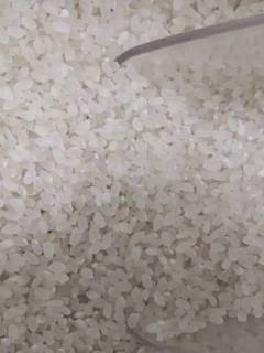珍珠米