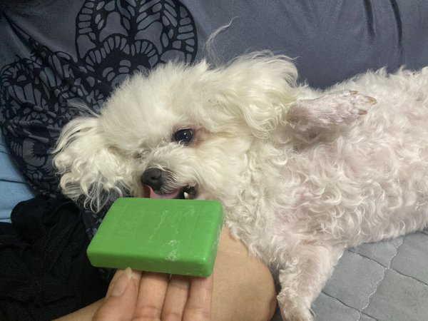 狗子也要洗澡澡🛁～～～，洗香香，超干净
