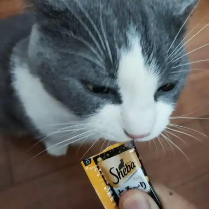 猫粮