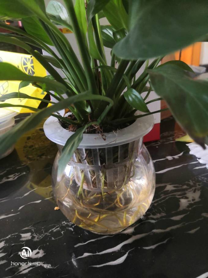 中梦盆栽