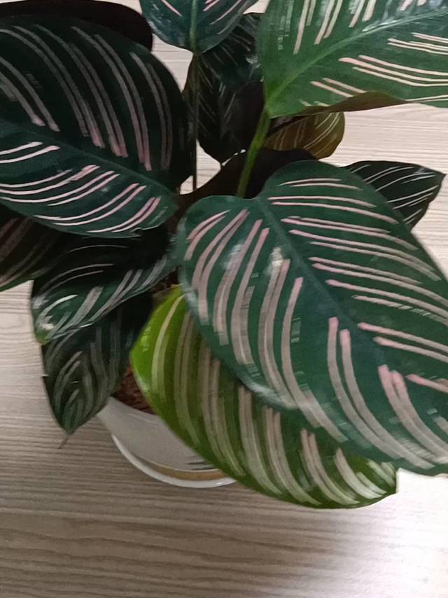 双线竹芋 盆栽 绿植