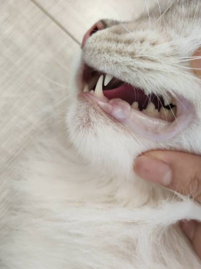 生生不息猫零食