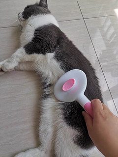 宠物猫梳毛刷